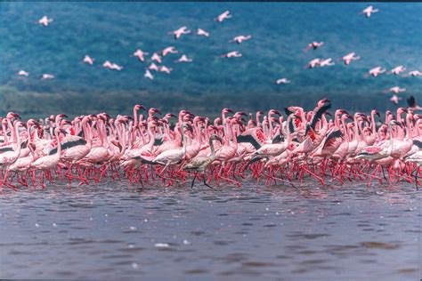 Buy Lake Nakuru Flamingos wallpaper - Free shipping