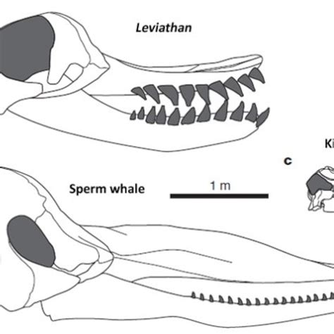 Sperm Whale Skull