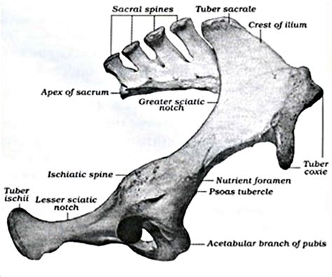 Equine Pelvic Limb Anatomy