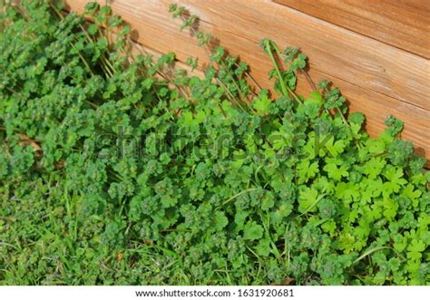 Henbit Weeds Yard Weeds Garden Stock Photo 1631920681 | Shutterstock