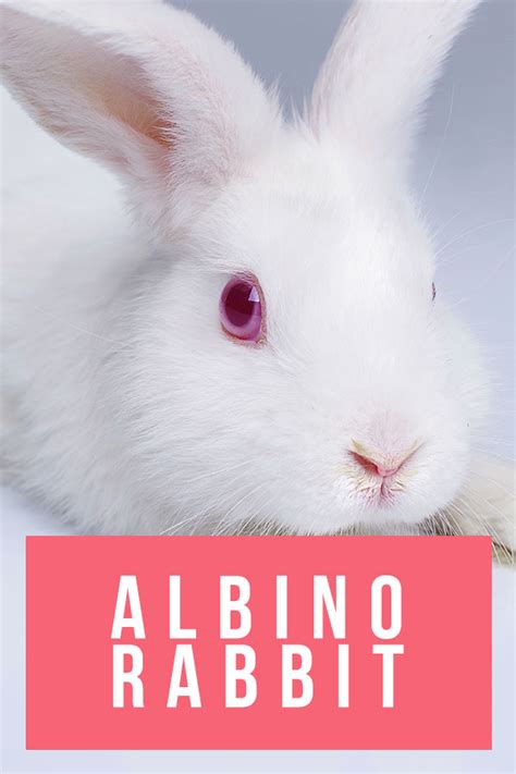 Albino Rabbit - Unveiling The Secrets Of The Completely White Bunny