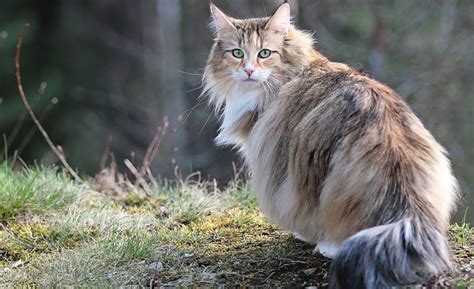 Norwegian Forest Cat Breed Information, History, Characteristics ...