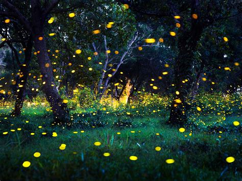 Congaree National Park Hosts Firefly Event With Lottery to Attend