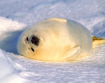 Fluffy Baby Seal