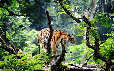 Wallpaper : trees, forest, animals, nature, plants, tiger, branch, wildlife, big cats, Zoo ...