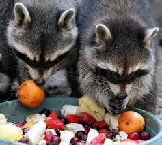 Raccoon Fun Facts for Kids