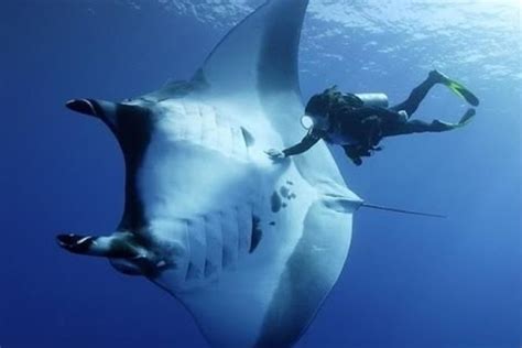 Manta Ray a giant of the ocean - Costa Rica Dive and Surf