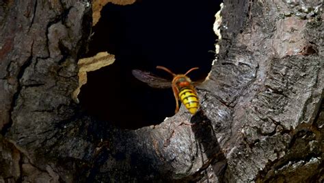 european hornet vespa crabro nest tree Stock Footage Video (100% ...