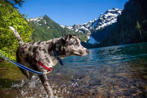 Top Ten Dog Friendly Camping Destinations in Washington State