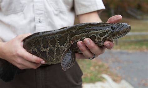 Fighting the invaders: what you can do to combat invasive fish — Potomac Conservancy