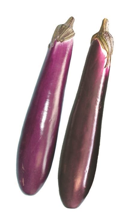 Eggplant Purple Shine F1 | W.H. Perron