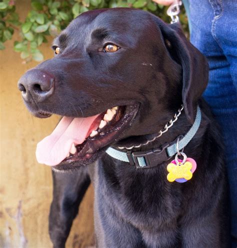 Black Labrador Retriever Rescue Male - BuddyLabs 2 Love Rescue