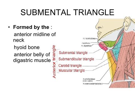 Triangles of the neck ppt year 1