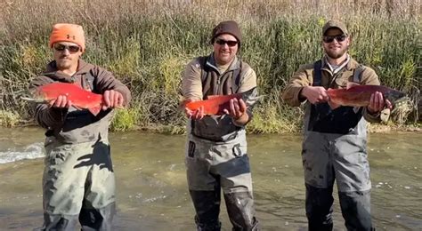 Spawning Salmon at Starvation Signal Potential for Self-Sustaining Population - Kokanee Fishing