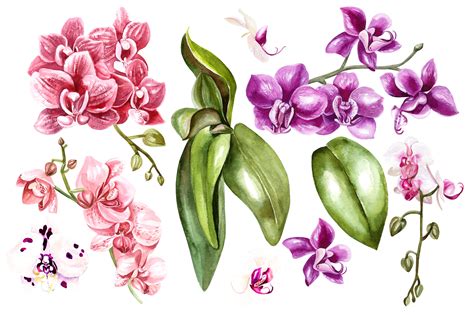 Hand Drawn Watercolor Orchids 2 (68425) | Illustrations | Design Bundles