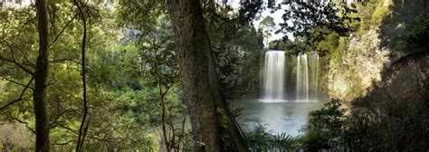 Dorrigo National Park - WildNature Photo Expeditions