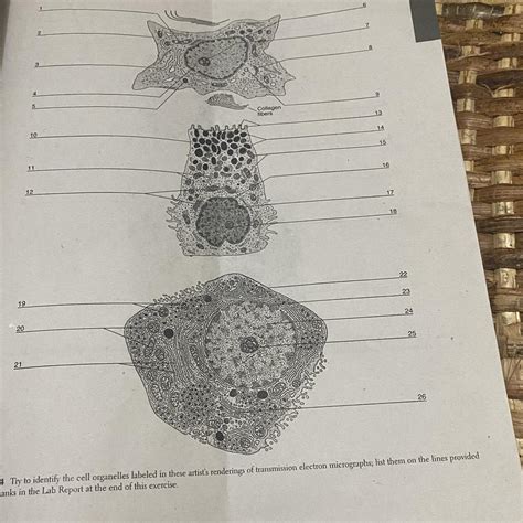 FigGURE 4-4 Try to identify the cell organelles labeled in these artist's renderings of ...