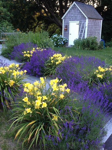 Stunning Yellow and Purple Flower at the Backyard. So Gorgeous! https ...