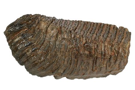 11.2" Fossil Woolly Mammoth Molar - Siberia (#235036) For Sale ...