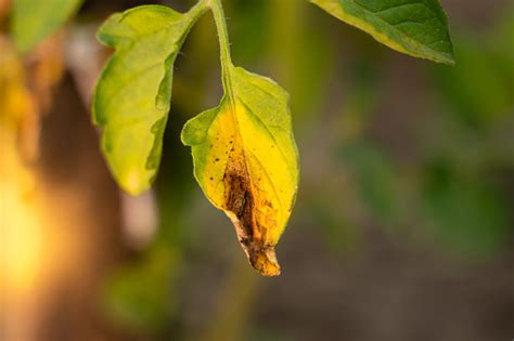 Daun Tomat Yang Tumbuh Terinfeksi Phytophthora Closeup Daun Kering Layu Tanaman Sayuran Di Kebun ...