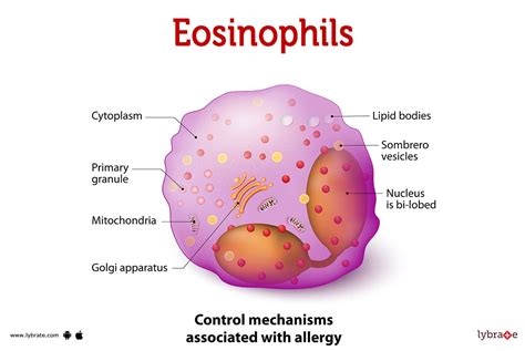 Eosinophils (Human Anatomy): Image, Functions, Diseases and Treatments