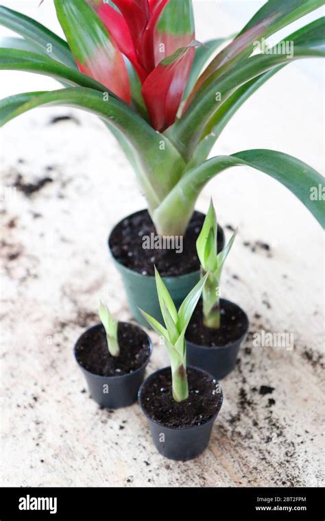 Bromeliad propagation hi-res stock photography and images - Alamy