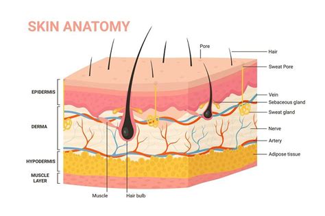 Skin layer structure anatomy diagram | Skin science, Skin, Infographic ...