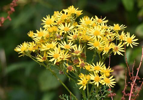 Common Ragwort - Friends of Heene Cemetery