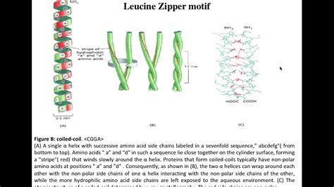 Lecture 7 Leucine Zipper motifs - YouTube