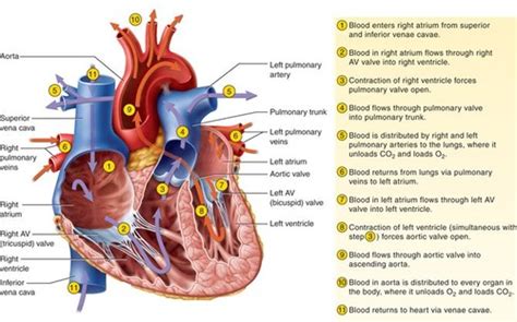 Final Exam- Anatomy and Physiology 2 Flashcards | Quizlet