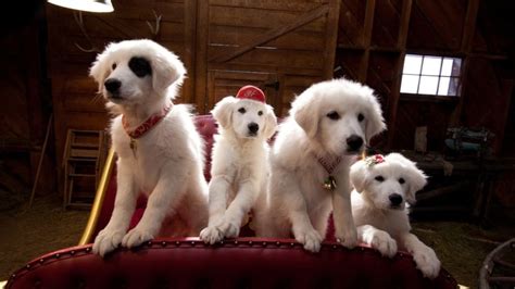 Santa Paws 2: The Santa Pups - RANGKAIAN FILM