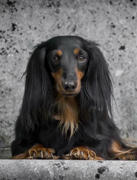 Longhaired Dachshund black and tan doxie dog puppy Doxie Dogs, Dachshunds, Dogs And Puppies ...