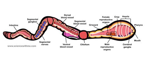 Earthworm Diagram For Kids