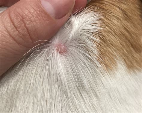 I noticed a small hard bump on the back of my dog’s neck. What is this ...