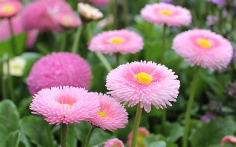 Bellis Perennis English Daisy Pink Flowers Daisies With Pink Pink : Wallpapers13.com