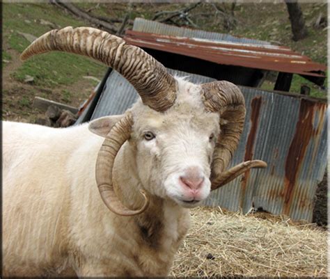 The Sheep Whisperer: Pure Navajo Churro!