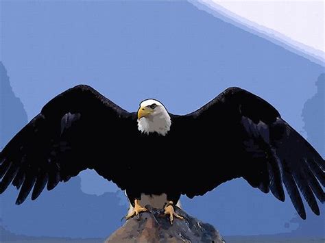 "bald eagle wingspan" by Adam Asar | Redbubble | Bald eagle, Bald eagle wingspan, Eagle