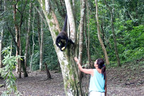 Look who decided to approach us during a Belize adventure tour at the Xunantunich Maya ruin. How ...