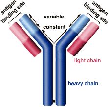 Antibody Structure