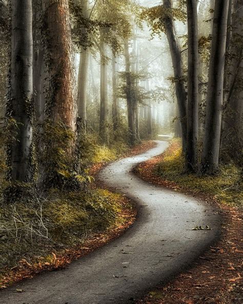 Winding path in the forest (no location given) by Lars van de Goor cr. | Forest drawing, Forest ...