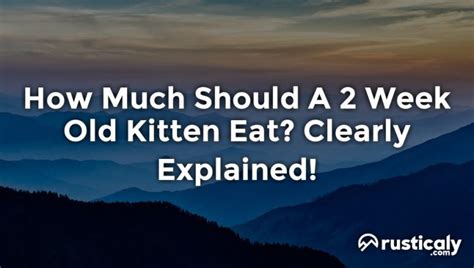 How Much Should A 2 Week Old Kitten Eat? Complete Explanation