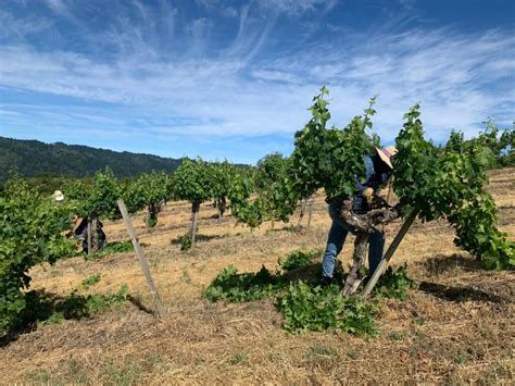 What is Suckering? Details From Our Vineyards - Ridge Vineyards