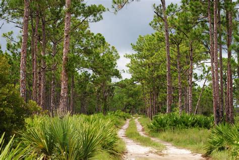 Field Notes and Photos: Babcock-Webb Wildlife Management Area: Flatwoods & Wetlands