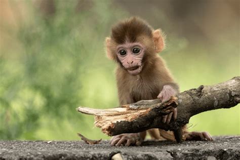 155,855 Baby Monkey Royalty-Free Images, Stock Photos & Pictures ...