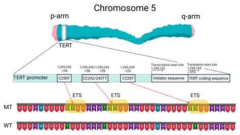 Biomedicines | Free Full-Text | Detection of TERT Promoter Mutations as a Prognostic Biomarker ...