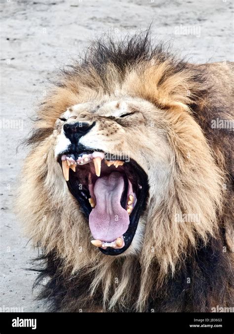 Close up shot of male lion roaring Stock Photo - Alamy