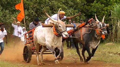 Powerful Belgaum bulls running in Vaghwade bullock cart race - YouTube