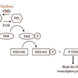 The mechanism of disulfiram activation of HIV transcription. Disulfiram... | Download Scientific ...