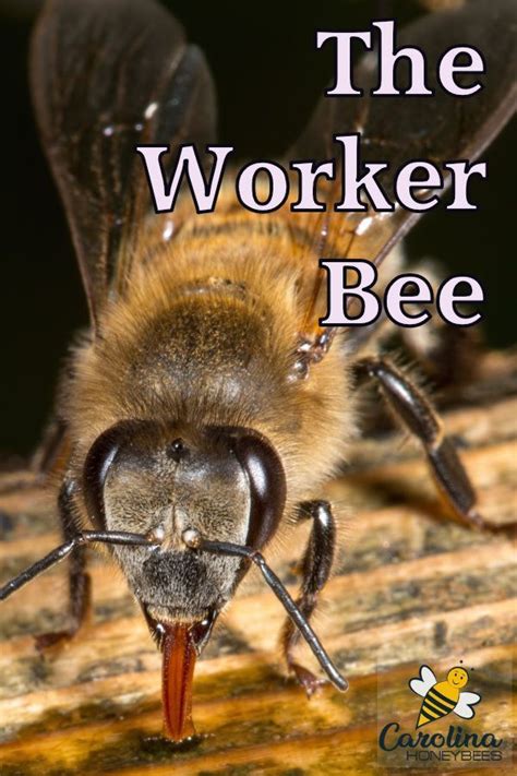 Importance of Worker Bees in the Colony - Carolina Honeybees | Bee ...