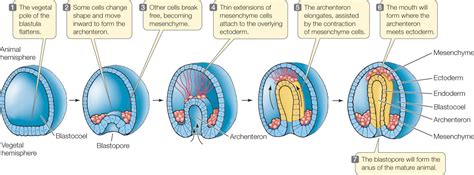 Image result for gastrulation | Brain size, Genetic information, Brain ...